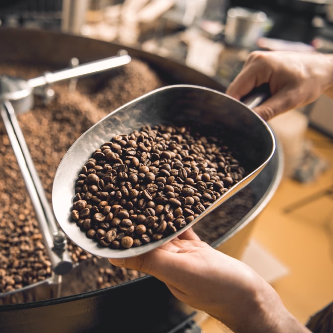 Hands holding a metal scoop filled with freshly roasted coffee beans over a roasting machine in a coffee roastery