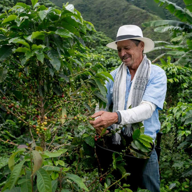 A coffee farmer wearing a white hat and scarf, carefully picking ripe coffee cherries from a tree in a green mountainous plantation