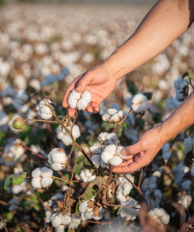 A farmer's hands gently inspecting ripe cotton bolls in a cotton field during harvest season, with white cotton plants in the background.