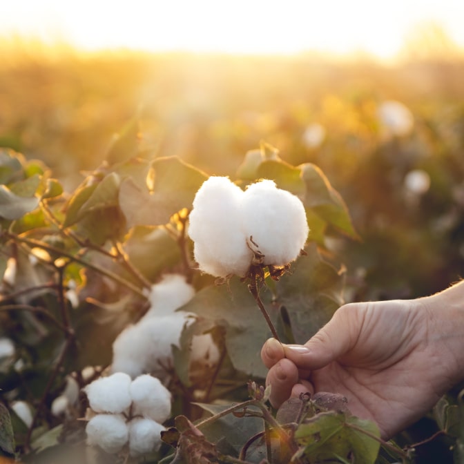 Close-up of a hand picking a fluffy white cotton boll from a cotton field, illuminated by warm sunset light