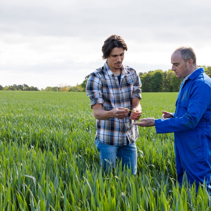 Two farmers inspecting wheat plants in a lush green field, discussing crop health and growth