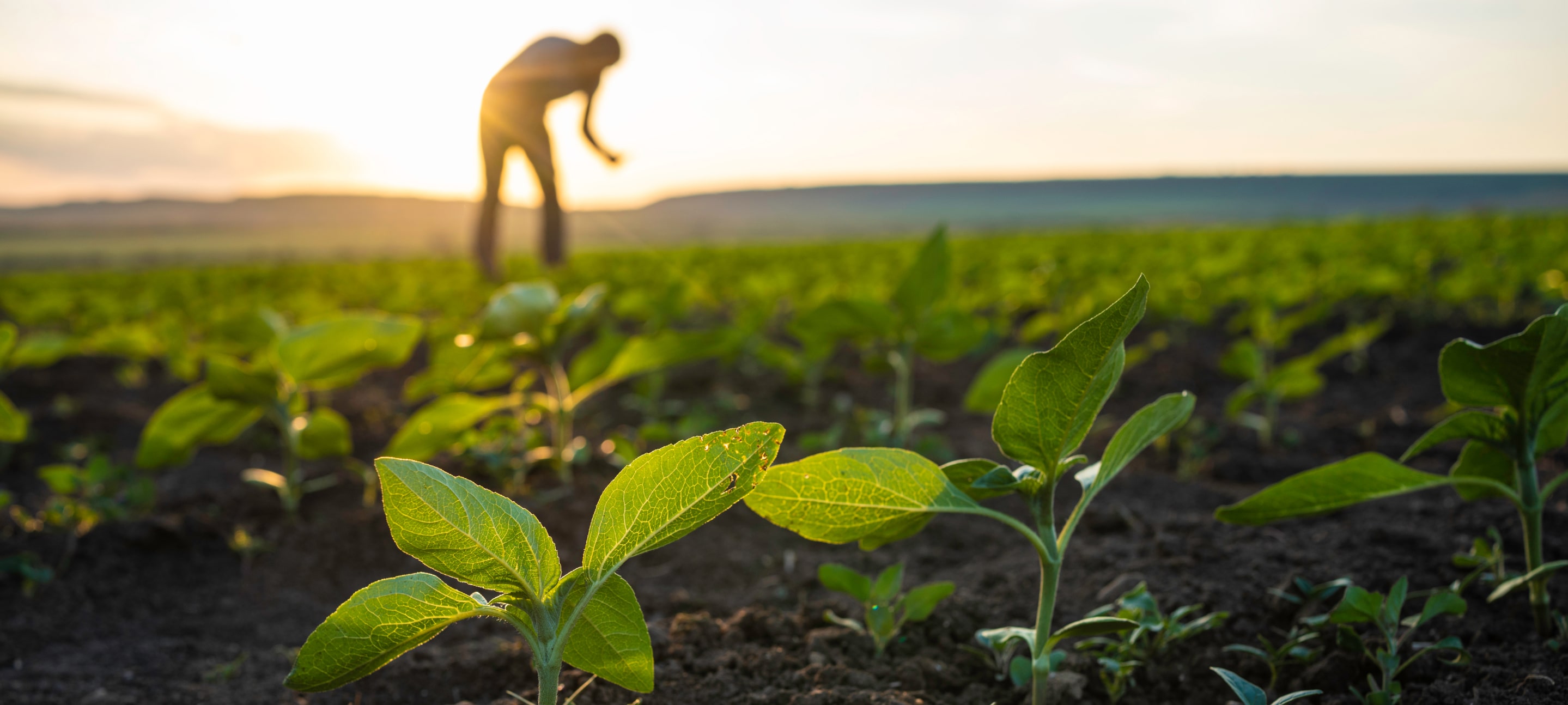 Close-up of young green plants sprouting from soil with a blurred farmer tending the field at sunrise in the background