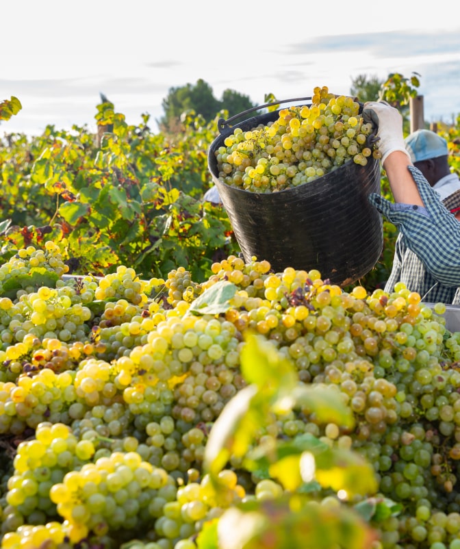 Workers collecting ripe white grapes in a vineyard, pouring them into a large basket during the harvest season