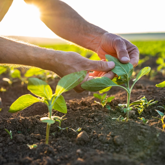 A person’s hands planting young seedlings in the soil of a field, with sunlight shining in the background.