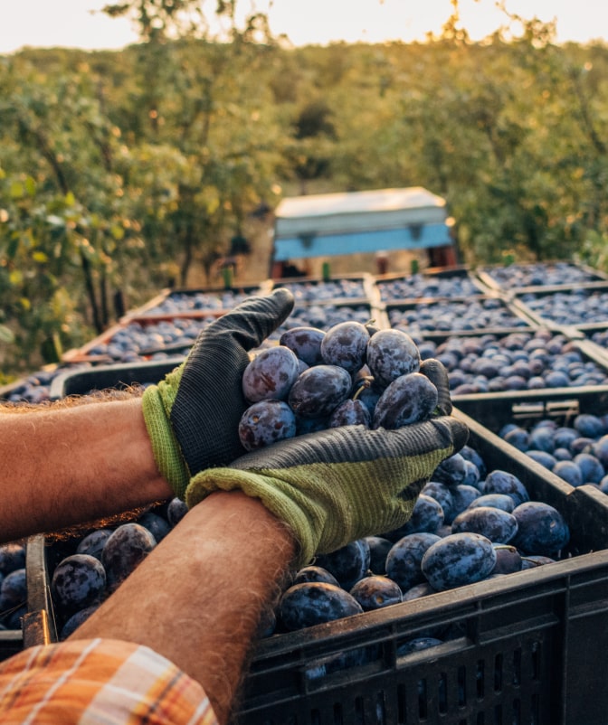 Farmer wearing gloves holding ripe plums during harvest, with crates full of fruit and a tractor in the background