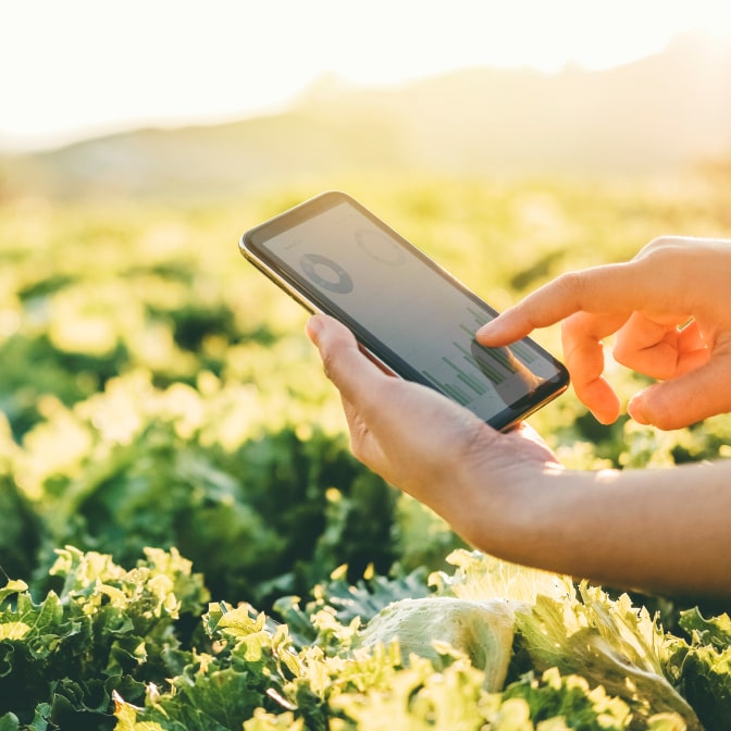 Close-up of hands using a smartphone with agricultural data visualization in a green field during sunset