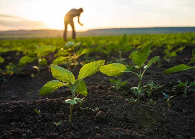 Close-up of young green plants sprouting from soil with a blurred farmer tending the field at sunrise in the background