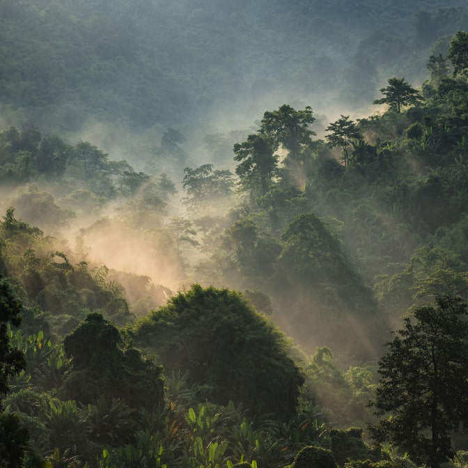 Scenic view of a lush tropical rainforest covered in morning mist with sun rays shining through dense green foliage