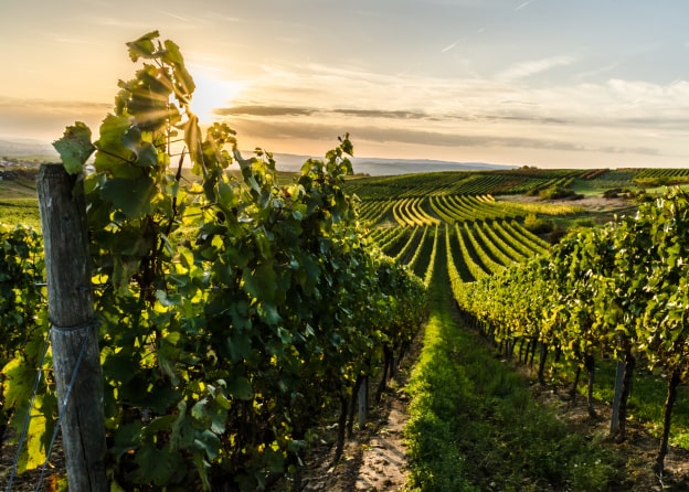 Lush green vineyard with rows of grapevines stretching towards the horizon, illuminated by golden sunset light