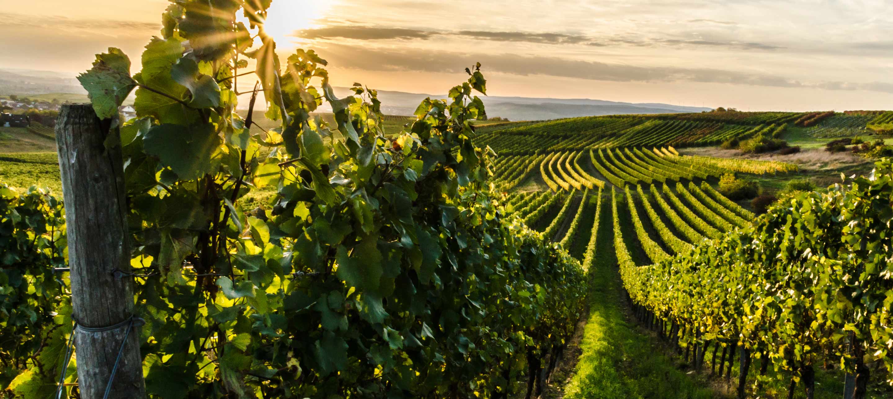 Lush green vineyard with rows of grapevines stretching towards the horizon, illuminated by golden sunset light