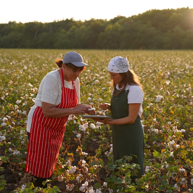 Two women working in a cotton field at sunset, one wearing a red striped apron and the other a green apron, sharing a tablet.