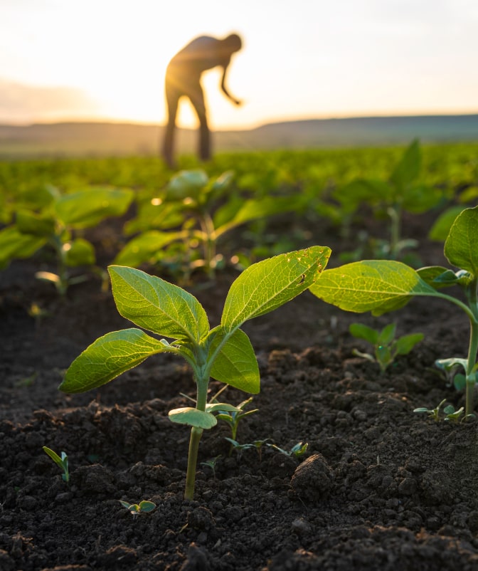 Close-up of a young plant in dark soil with a farmer working in the background under warm sunset light