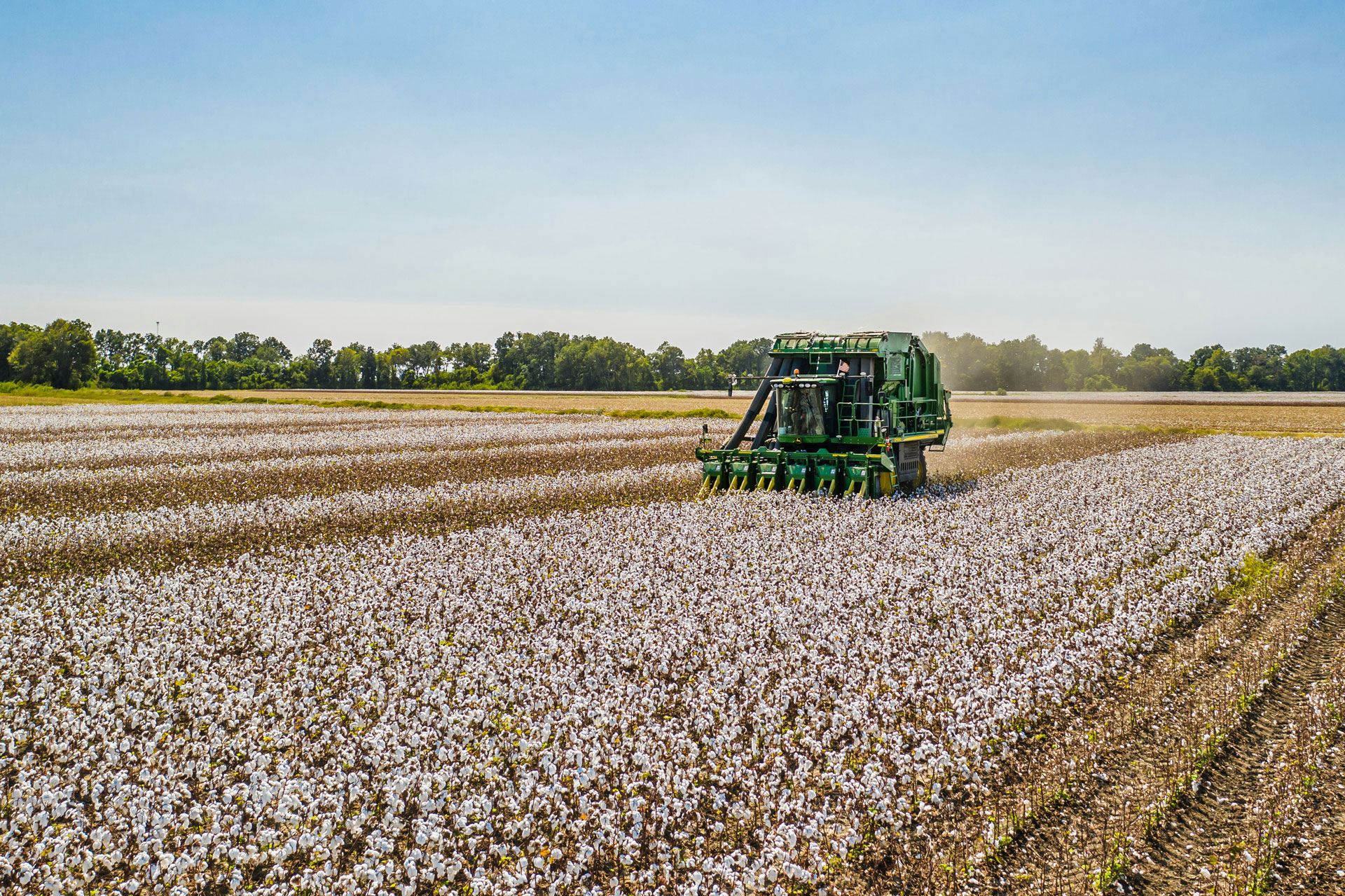 A green cotton harvester working in a vast cotton field under a clear blue sky, collecting cotton plants efficiently.