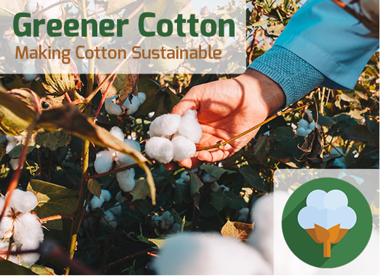 Hand picking organic cotton in a field with a sustainability label, promoting eco-friendly and responsible cotton production