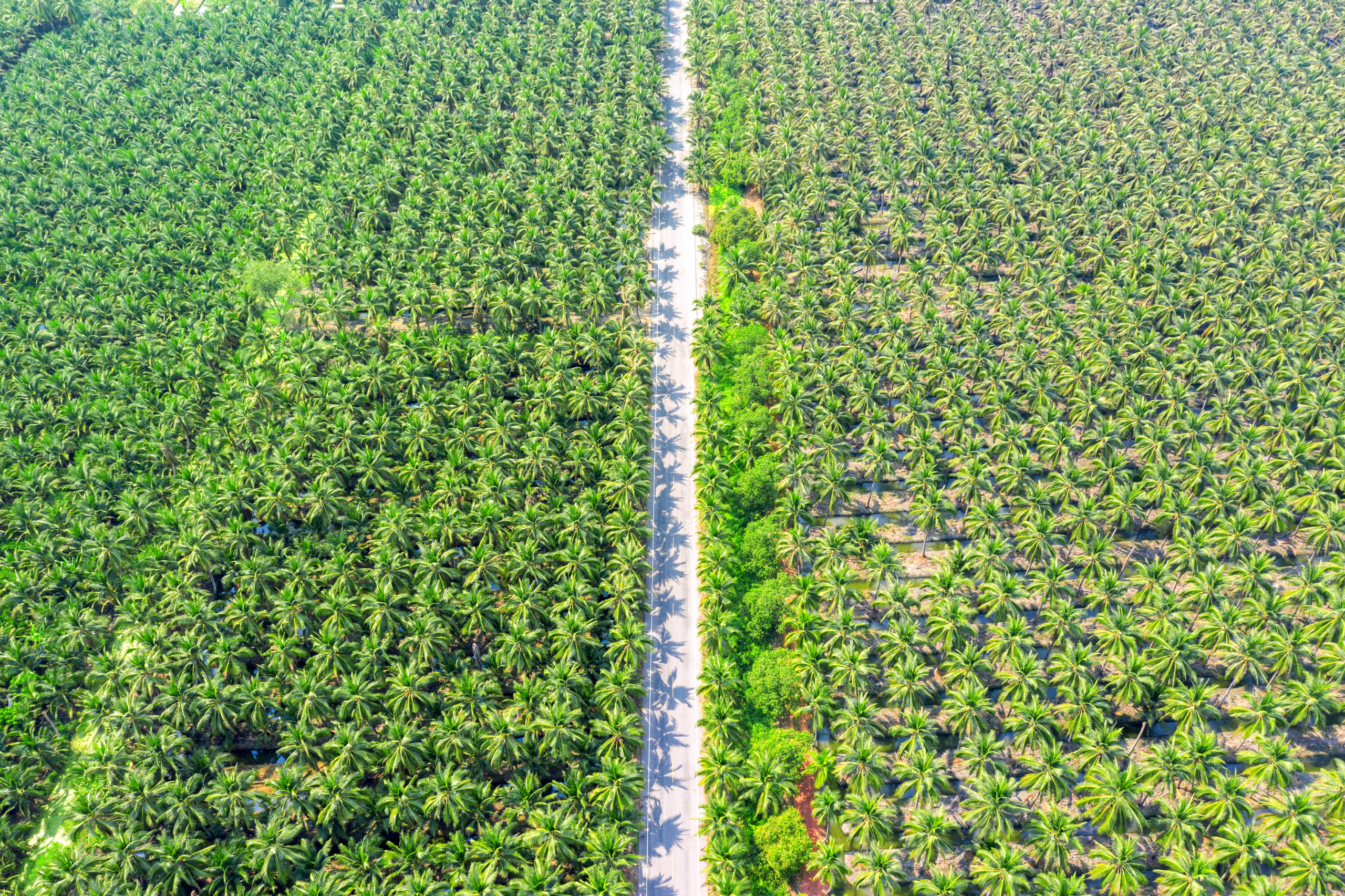 Aerial view of a large palm oil plantation with a straight road cutting through the middle, showing rows of palm trees extending into the horizon.