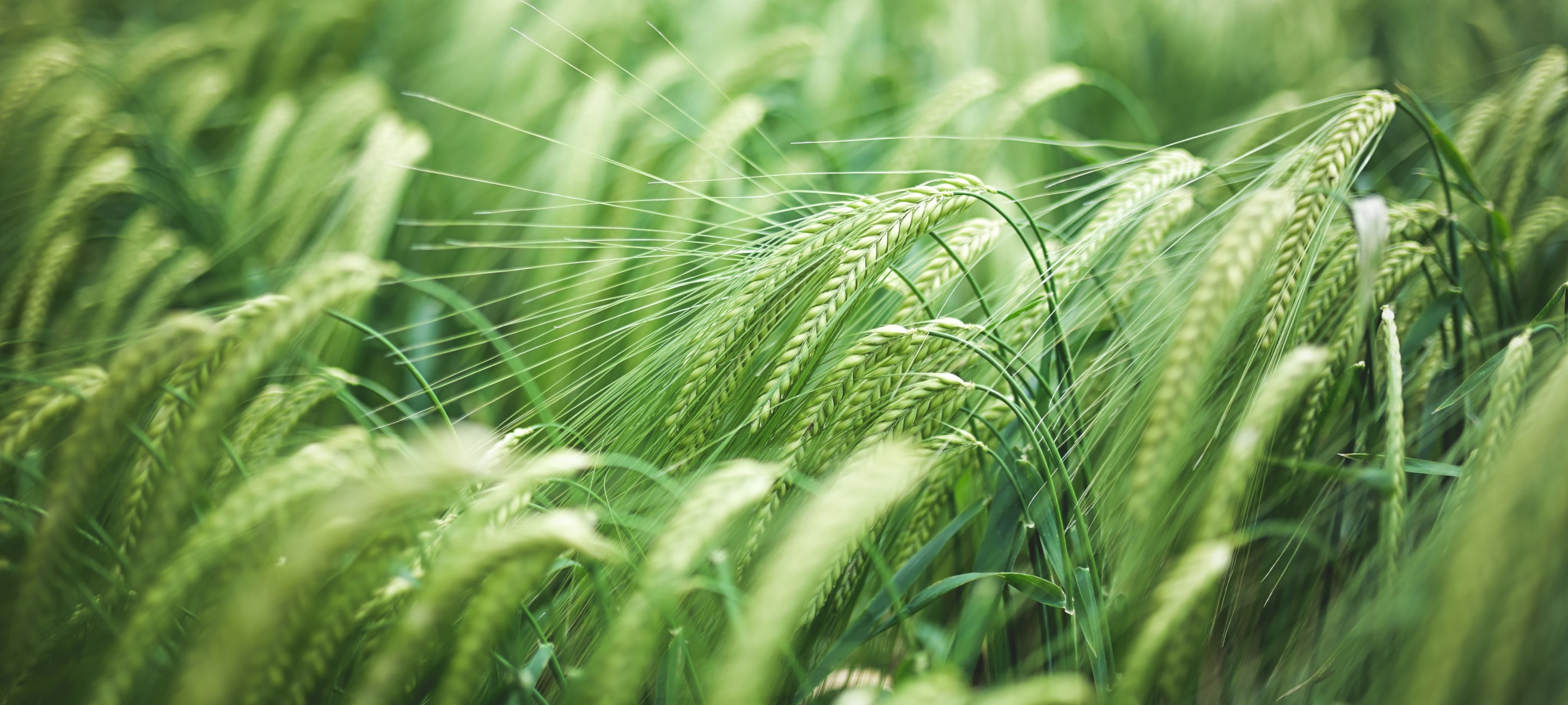 Vibrant green barley field with delicate stalks bending in the breeze