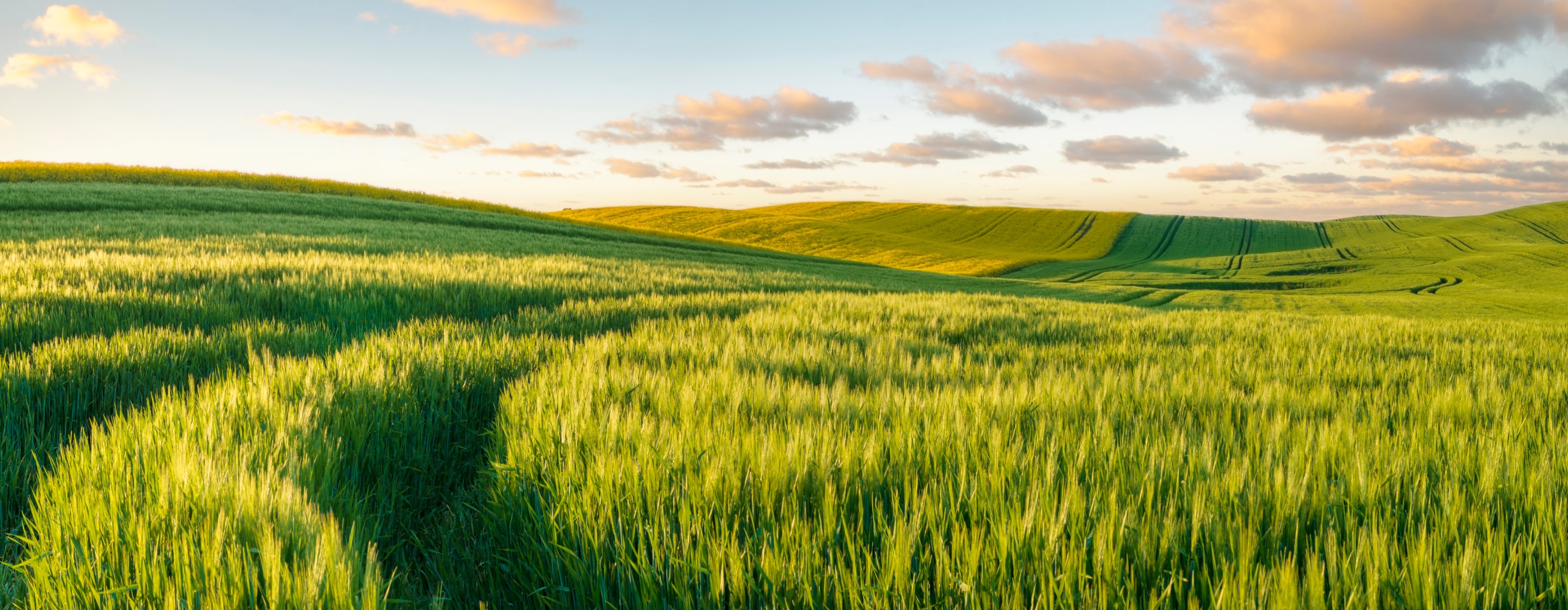 Rolling green fields with tractor tracks illuminated by the warm evening sun