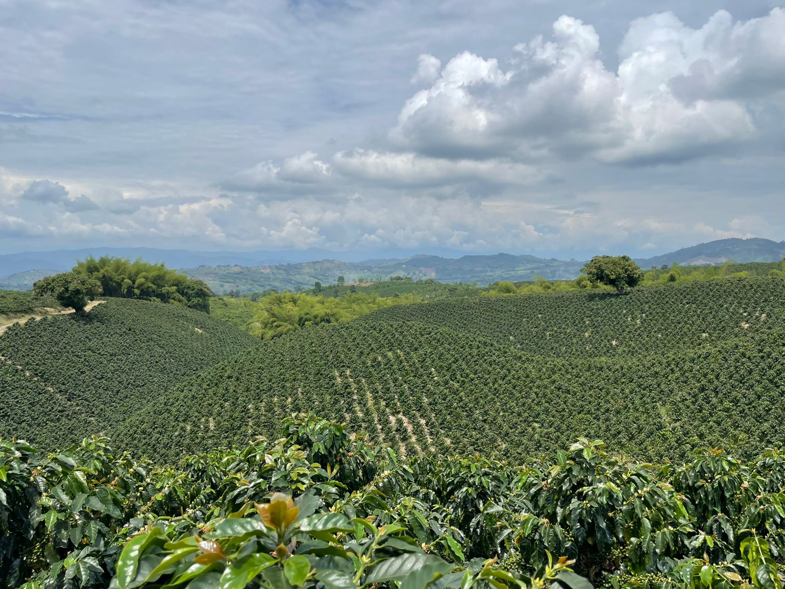 View over a coffee plantation.